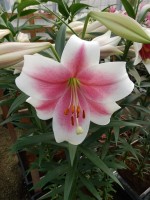 [5156 Triumphator VZ No01.JPG]